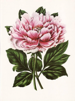 Free Victorian Flowers and Vintage Fruit Clip Art and ...