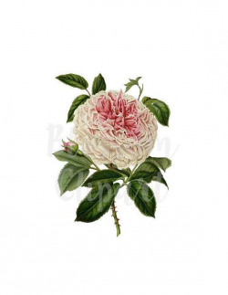 Peony CLipart Peonies Clip Art Flower Digital Download for ...