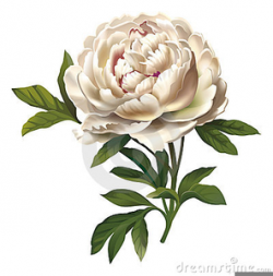 Vintage Peony Clipart | Free Images at Clker.com - vector ...