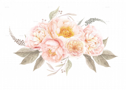 Peony Clipart Watercolor Flower Pencil And In Color Peony Clipart ...
