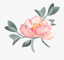 Peony Clipart Swag - Watercolor Peony With Transparent ...