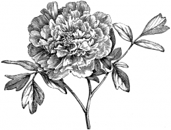 Flowering Branch of Mountain Peony | ClipArt ETC