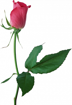 Large Pink Rose Bud PNG Clipart | Flowers | Pinterest | Rose buds ...
