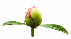 Ants on Light Pink Peony Bud PNG by Bunny-with-Camera on DeviantArt
