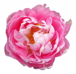 Rose Flower Pink PNG Image - PurePNG | Free transparent CC0 PNG ...