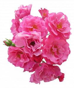 Bunch Pink Rose Flower PNG Image - PurePNG | Free transparent CC0 ...