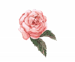 clip art transparent Watercolor roses clipart. Flower ...