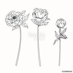 Hand drawing flowers. Peony flower vector illustration and ...