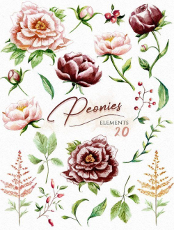 Peonies Watercolor clipart marsala Floral elements separate ...