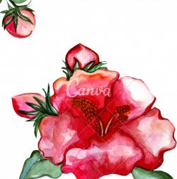 Illustration Peony Flower - Photos by Canva