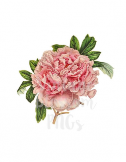Peony Clip Art Vintage Flower Illustration, Digital Download PNG  Illustration, Digital Graphic Transparent Background, Botany Clipart - 1219