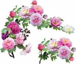 Peony Flower Blog Clip art - peach flowers 2961*2470 transprent Png ...