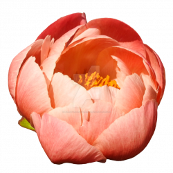 Peach Colored Peony PNG by Bunny-with-Camera on DeviantArt