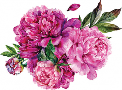 Pink peony clipart 5 » Clipart Station