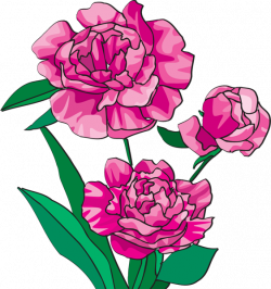 Free Peony Cliparts Free, Download Free Clip Art, Free Clip Art on ...