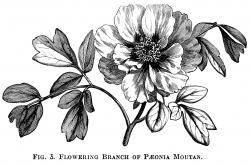 Moutan Paeonia, peony clip art, botanical engraving, black ...