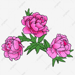 Three Peony Peony Flower Flower Plant Red, Rose Red, Chinese ...
