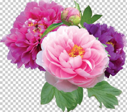 Peony Peonies Flower Shop PNG, Clipart, Annual Plant ...