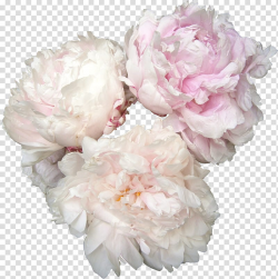 Pivoines peonies, three white-and-pink-petaled flower ...