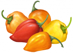 Five habanero peppers; three orange, one red and one yellow ...