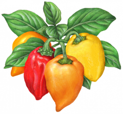 Four habanero peppers on a branch, orange, yellow and red ...