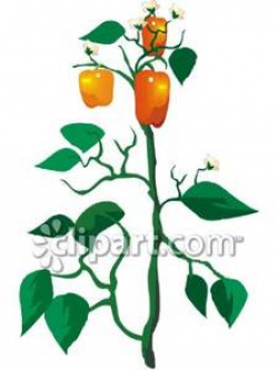 An Orange Bell Pepper Plant Royalty Free Clipart Picture