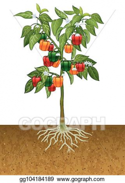 Vector Clipart - Bell pepper plant with root under the ...