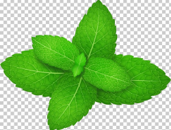 Mentha Spicata Peppermint Herb Leaf PNG, Clipart, Cartoon ...