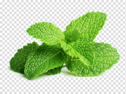 Mint leaves, Peppermint Mentha spicata Herb Mojito Leaf ...