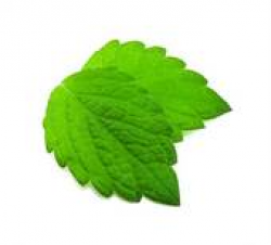 Mint Leaf Clip Art | Free download best Mint Leaf Clip Art ...