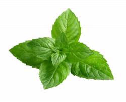 Organic Peppermint Oil — Clear Revive