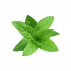 Pepermint PNG Image - PurePNG | Free transparent CC0 PNG Image Library