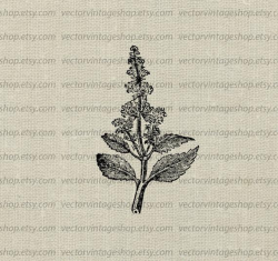 Peppermint Clipart, Herb Vector Clipart Instant Download, Leaves Plant  Graphic Art, Nature Botanical Illustration