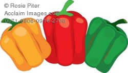 Clipart Illustration of Three Stages of Ripening Bell Peppers