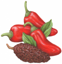 Pin on Pepper Illustrations