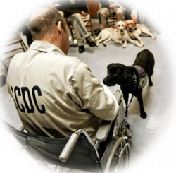Home | PAALS: Service Dog Training