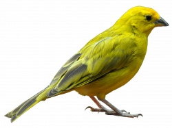 Yellow Bird Standing PNG Image - PurePNG | Free transparent CC0 PNG ...