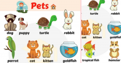 Pet Names: List of Pets & Types of Pets with Pictures - 7 E S L