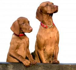 Two Dogs PNG Image - PurePNG | Free transparent CC0 PNG Image Library