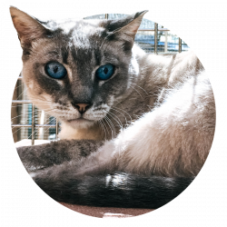 Volunteer - Valley Animal Center