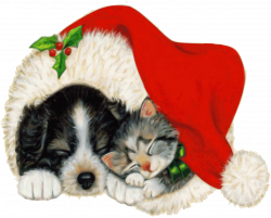 Free Image on Pixabay - Dog, Cat, Pet, Animal, Christmas | Dog cat ...