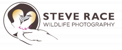 Steve Race Wildlife Photography