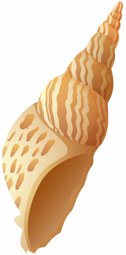 Beach Shell PNG Clip Art Image | Gallery Yopriceville - High ...