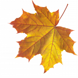 Autumn Leaves - Bing images | Fall Wallpaper! | Pinterest | Autumn ...