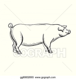 Vector Art - Doodle pig. Clipart Drawing gg80832693 - GoGraph