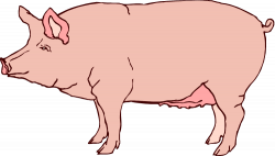 15 Pig clip art realistic for free download on mbtskoudsalg