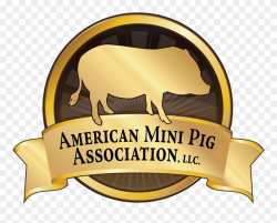 Become An American Mini Pig Association Member - American ...