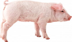 pink pig PNG Image - PurePNG | Free transparent CC0 PNG Image Library