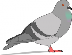Pigeon clip art Free vector in Open office drawing svg ( .svg ...