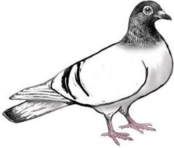 Pigeon Cliparts Free Download Clip Art - carwad.net
